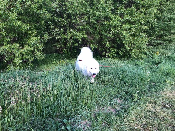 Die Bella führt ihren großen Mensch spazieren