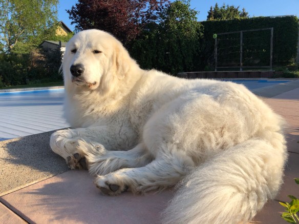 Die Bella bei ihrer Arbeit