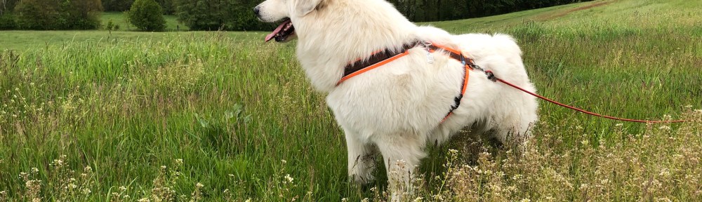 An der großen Wiese