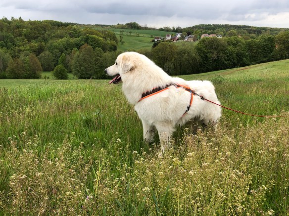 An der großen Wiese