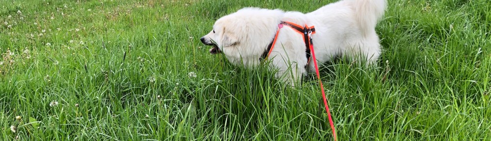 Die Bella knabbert im Gras