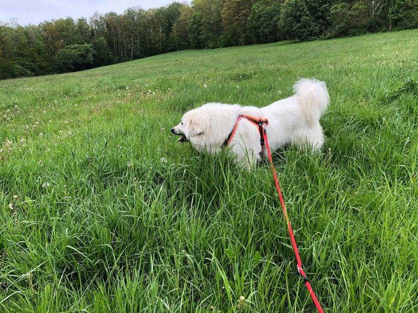Die Bella knabbert im Gras