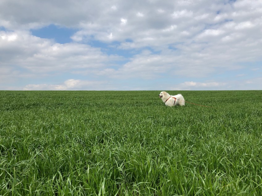 Die Bella Beim Spaziergang auf dem großen Feld