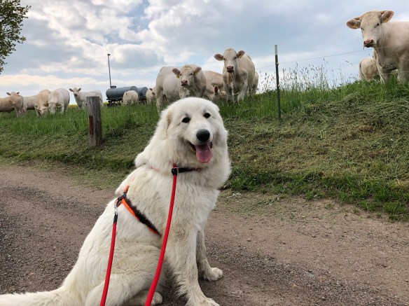 Da sind die Rindviehcher, die gucken komisch