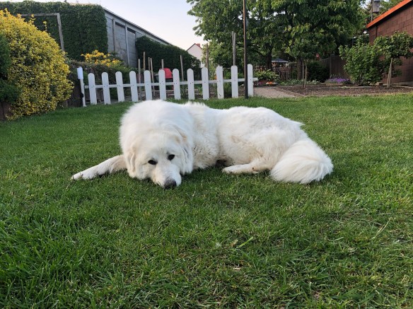 Gute Nacht! Ich schlaf schon