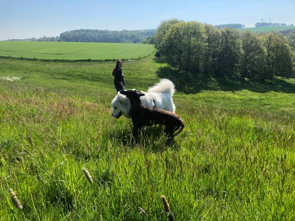 Die Bella mit der Cora und der großen Menschenschwester auf der Großen Wiese mit ganz viel buntem Gras