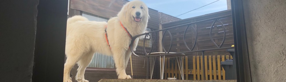 Los, los, los! Sonntagsspaziergang! Na los! Kommt endlich!