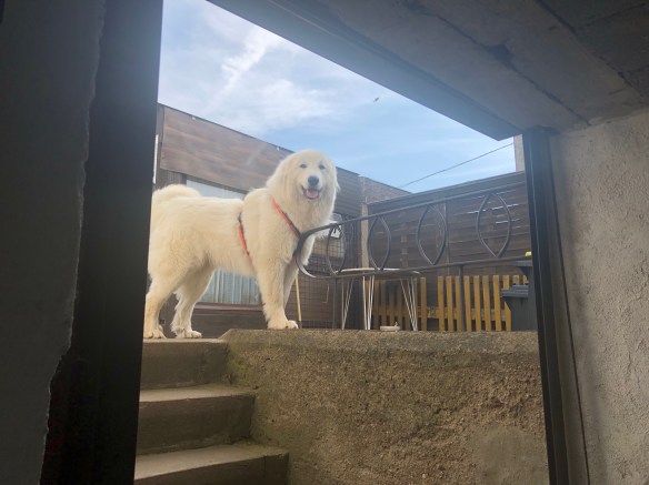 Los, los, los! Sonntagsspaziergang! Na los! Kommt endlich!