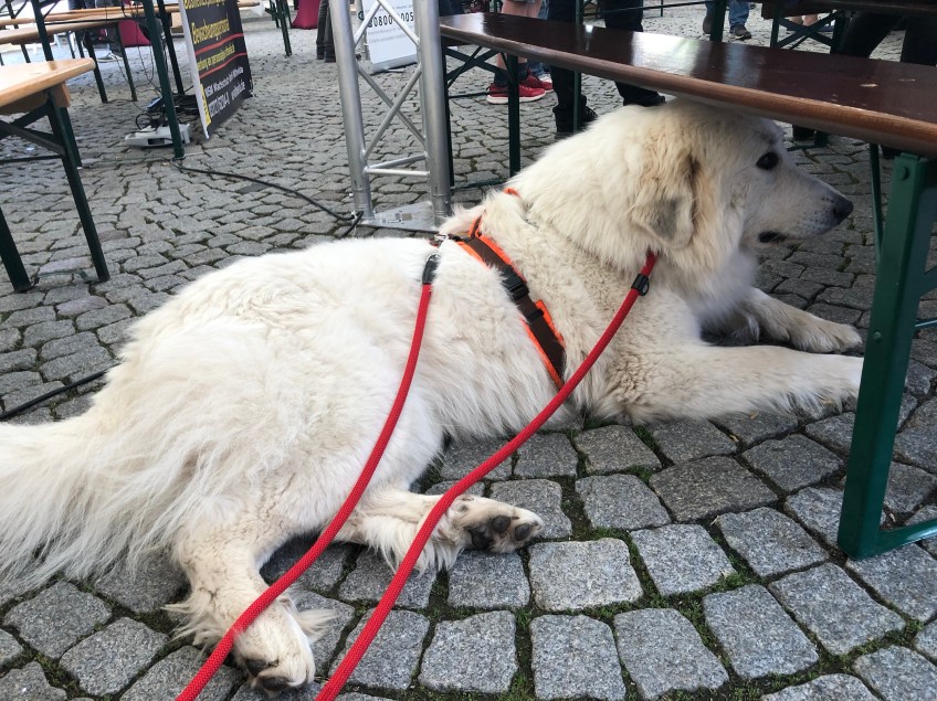Die Bella macht Party im Festzelt