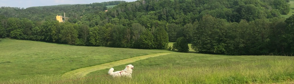 Die Bella im hohen Gras