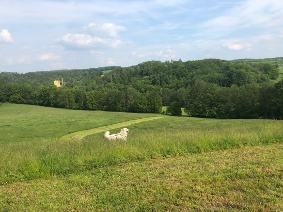 Die Bella im hohen Gras