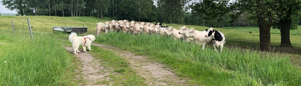 Rindviehcher anglubschen! Ich hab keine Angst vor euch!