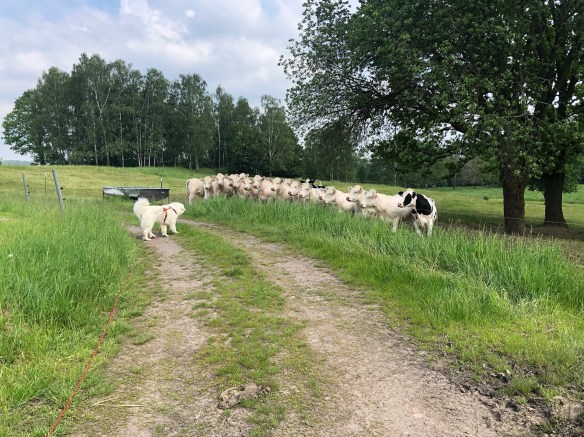 Rindviehcher anglubschen! Ich hab keine Angst vor euch!