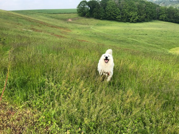Die Bella hüpft durch's hohe Gras