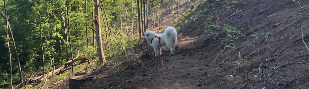 Spaziergang durch den Wald
