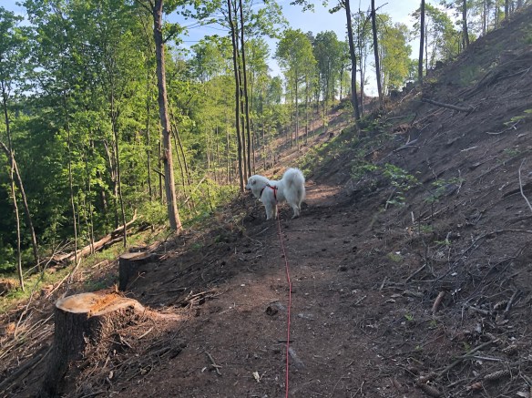 Spaziergang durch den Wald
