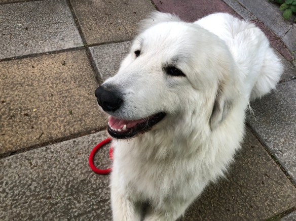 Die Bella ganz brav beim Kaffeetrinken in der "Moritzburg"