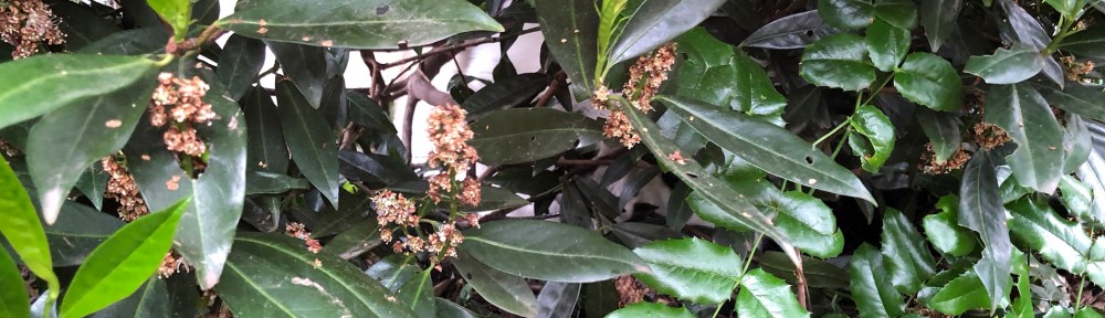 Man sieht mich nicht! Niemand kann mich sehen! Niemand!