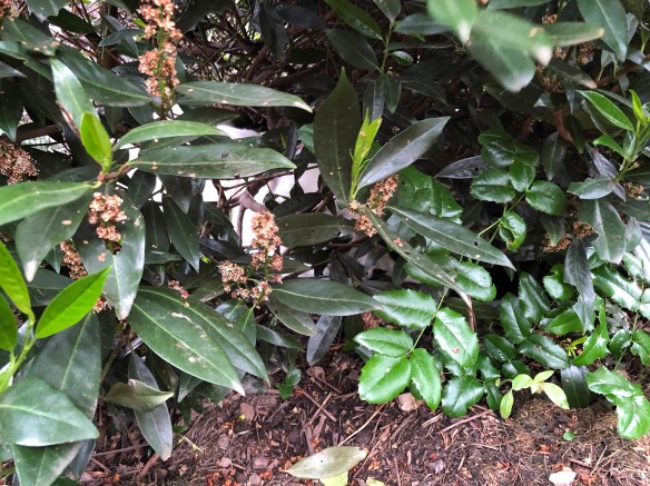 Man sieht mich nicht! Niemand kann mich sehen! Niemand!