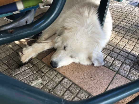 Die Bella beim Grillieren auf ihrer Terrasse. Ich stelle mich schlummernd! Aber ich bekomme alles mit. Ich bin eine Herdenschutzhündin!