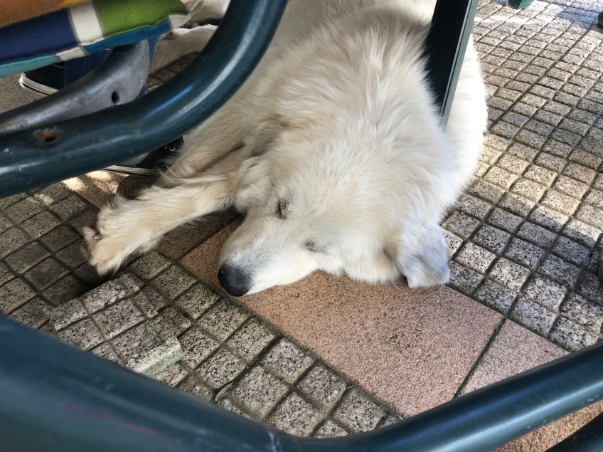 Die Bella beim Grillieren auf ihrer Terrasse. Ich stelle mich schlummernd! Aber ich bekomme alles mit. Ich bin eine Herdenschutzhündin!