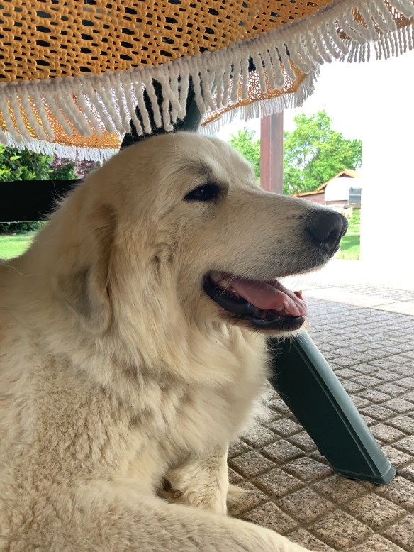 Auf meiner Terrasse im Garten