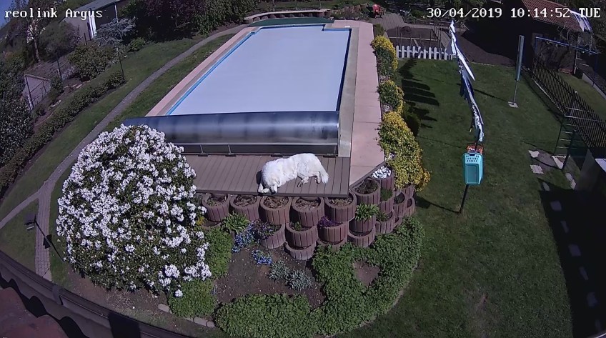 Pyriprinzessinnenschönheitsschlaf am Pool