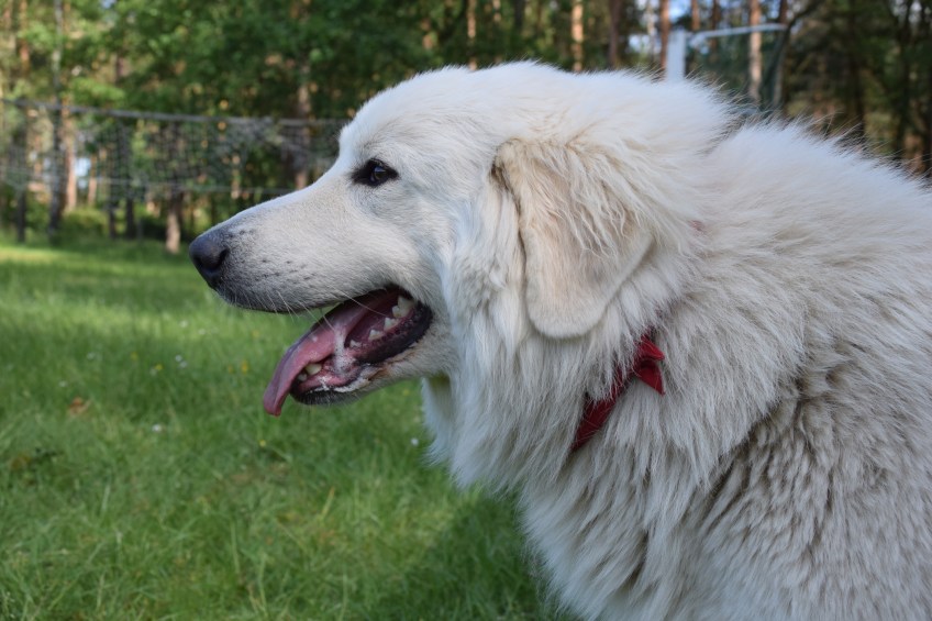 Ihre Hoheit Anna-Sissi Prinzessin Idefix vom Ehrenberger Hof