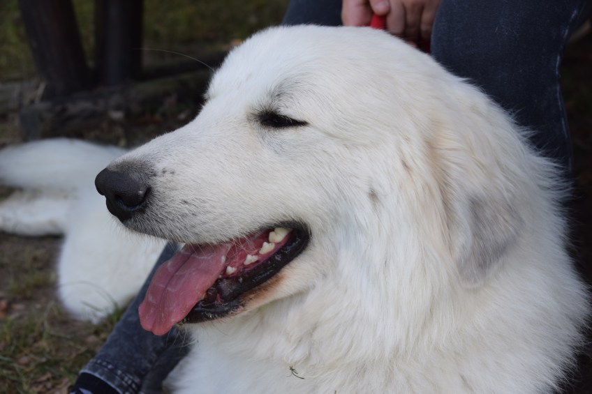 Ihre Hoheit Annastasia Isabella Prinzessin Idefix vom Ehrenberger Hof