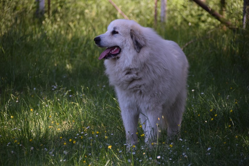 Mein großer Bruder Pepe