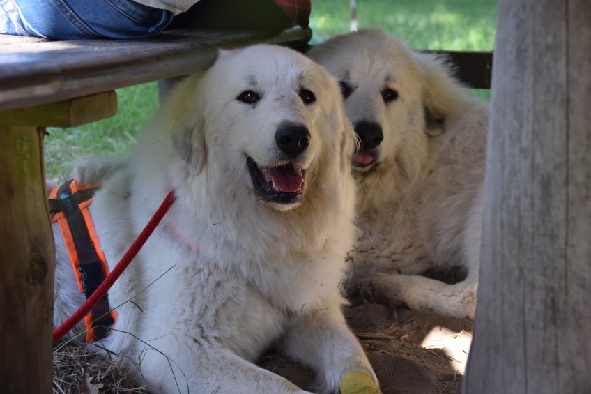 Die Bella und ihr großer Bruder Pepe