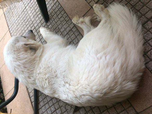 Die Bella auf ihrer Terrasse