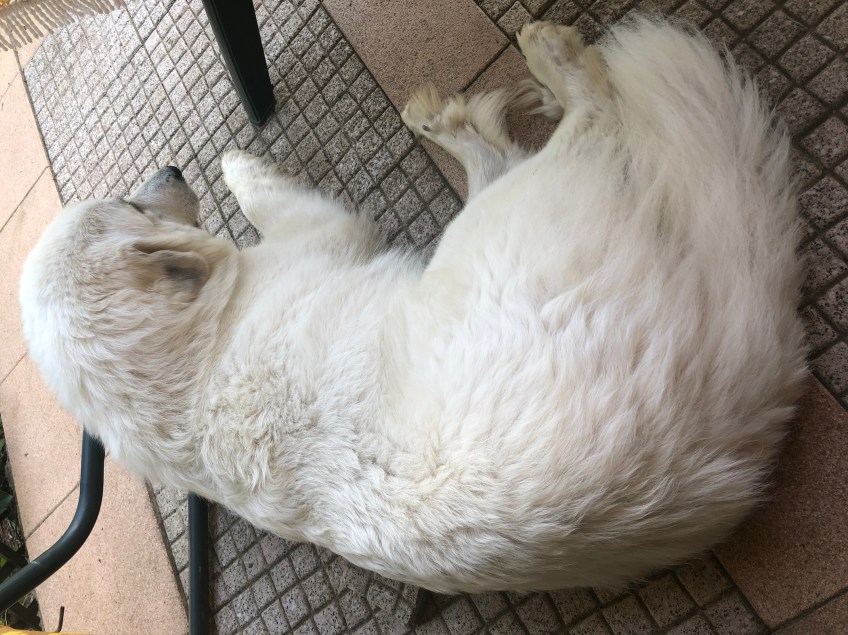 Die Bella auf ihrer Terrasse