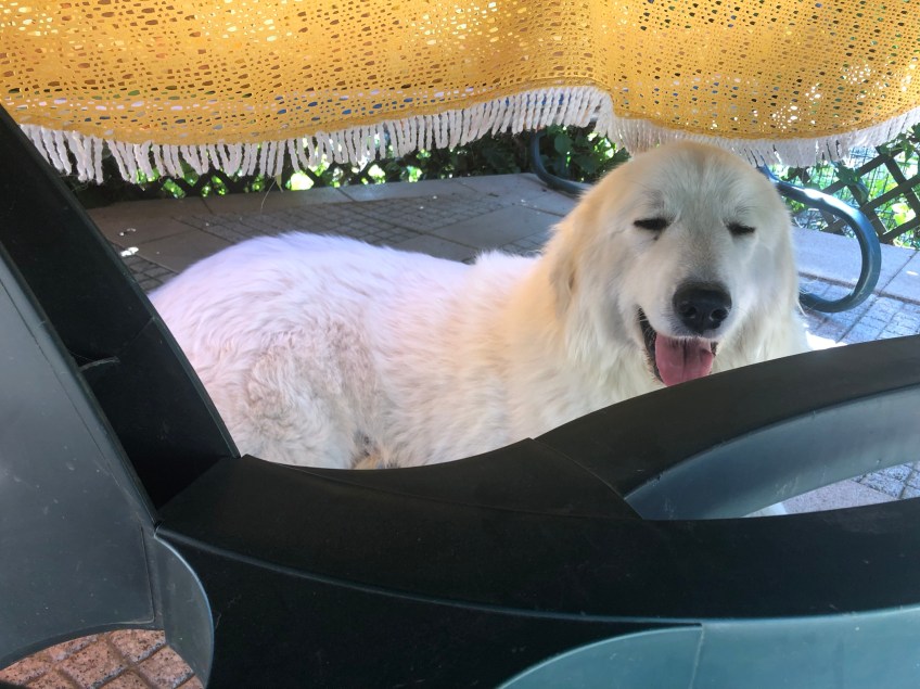 Auf meiner Terrasse unter dem Tisch ist es schattig