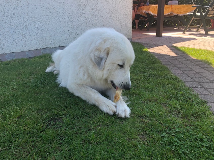 Die Bella knabbert ein Hasenohr