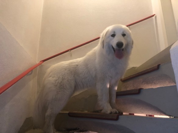 Die Bella geht jetzt schlummern. Gute Nacht!