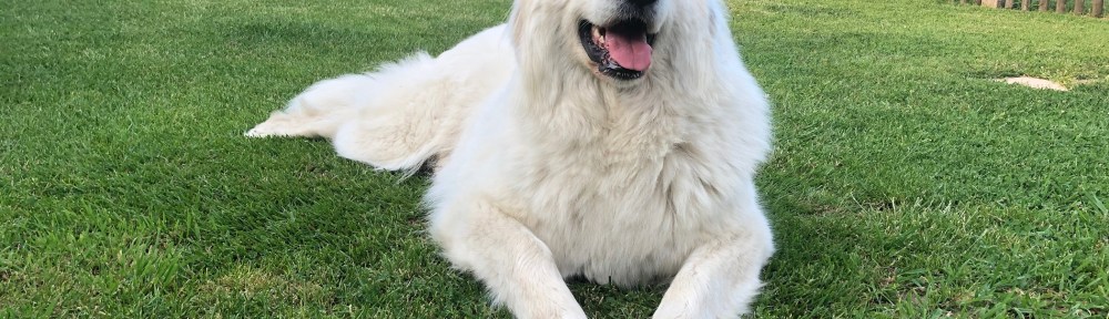 Gleich geht die Bella spazieren