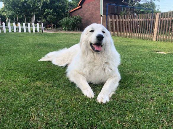 Gleich geht die Bella spazieren