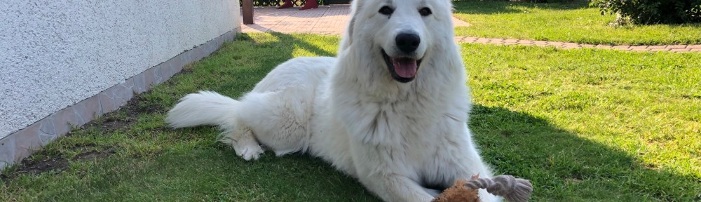 Die Bella mit ihrem Lieblingsspielzeug in ihrem Garten