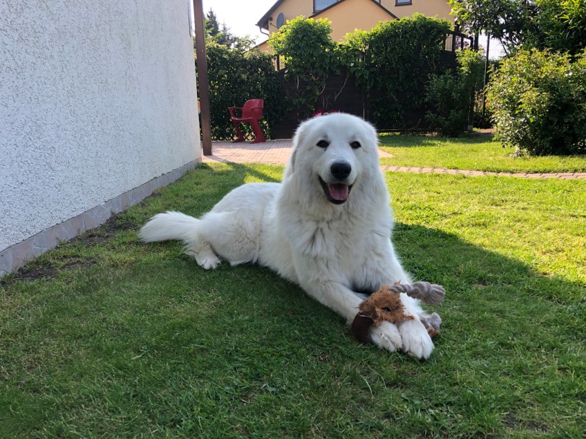 Die Bella mit ihrem Lieblingsspielzeug in ihrem Garten