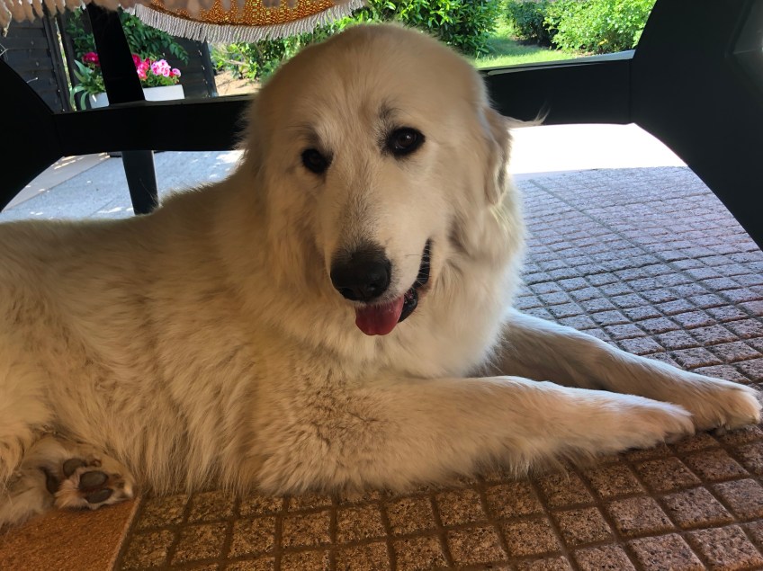 Die Bella auf ihrer schattigen Terrasse