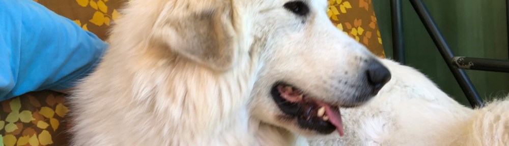 Die Bella darf mit auf die Hollywoodschaukel