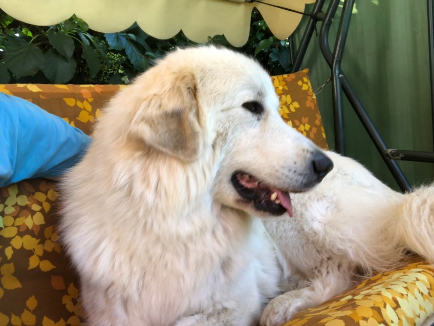 Die Bella darf mit auf die Hollywoodschaukel