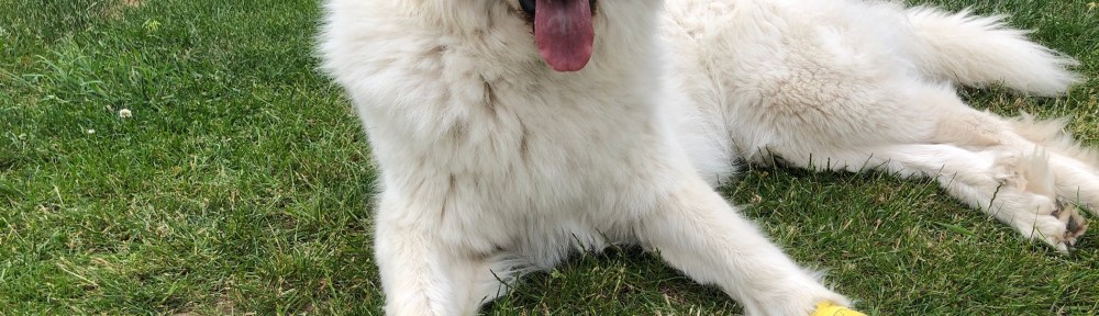 Ich bin mit meinem Pfötchenverband jetzt eine Schwerstverletzte! Alle müssen lieb zu mir sein!