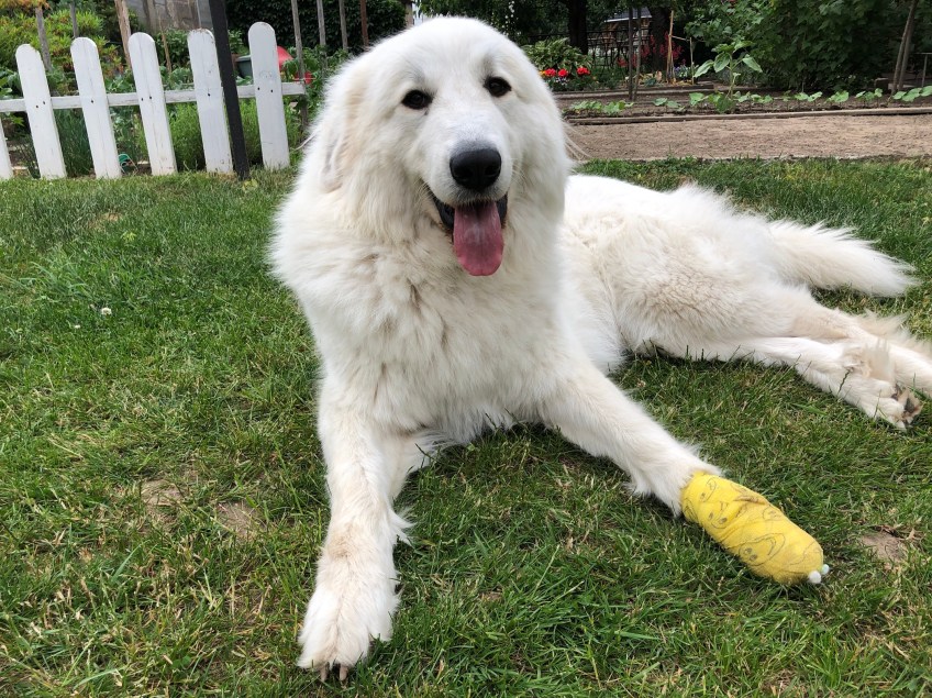 Ich bin mit meinem Pfötchenverband jetzt eine Schwerstverletzte! Alle müssen lieb zu mir sein!