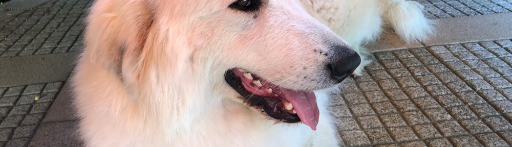 Die Bella auf ihrer schattigen Terrasse