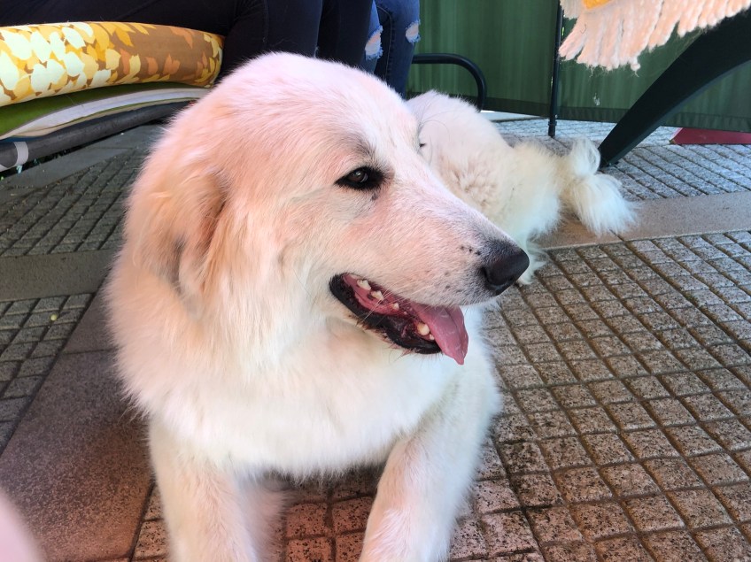 Die Bella auf ihrer schattigen Terrasse