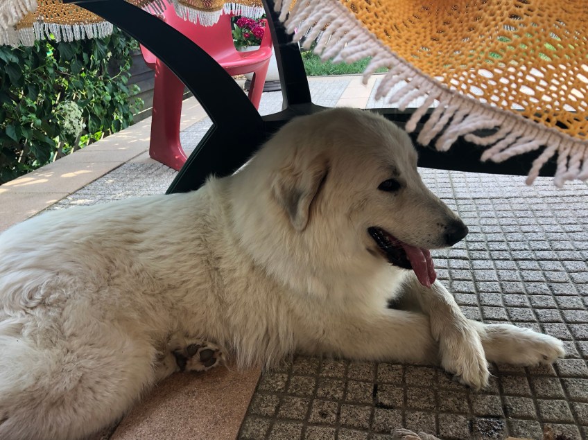 Die Bella hat es sich auf ihrer Terrasse gemütlich gemacht