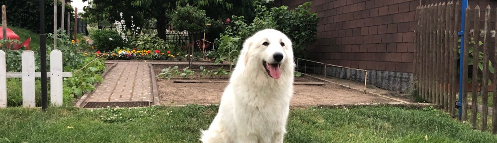 Gleich fahren wir zu meiner Hundeschule
