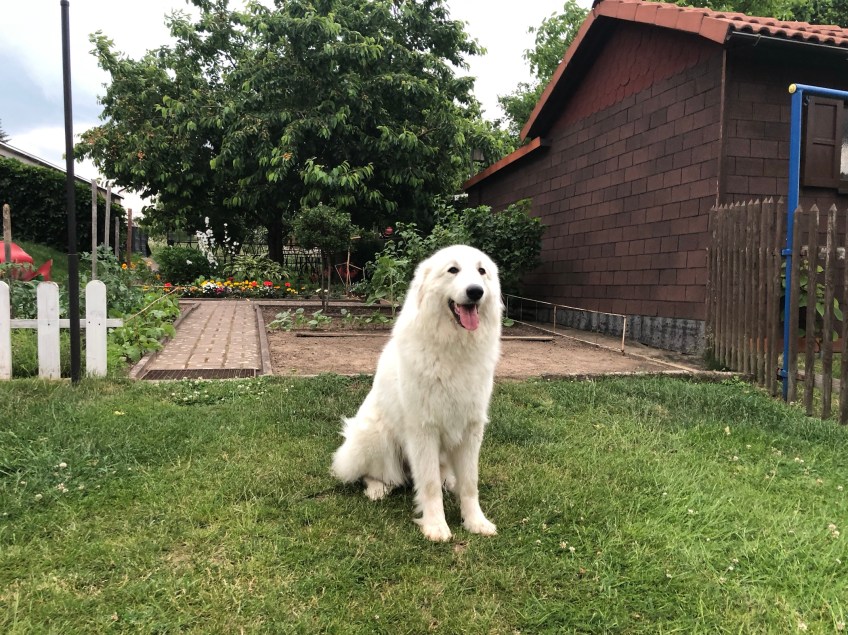 Gleich fahren wir zu meiner Hundeschule